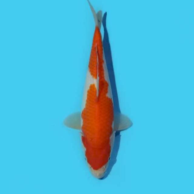 ND HYDRA 24CM