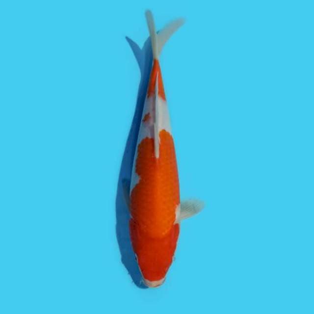 ND PROCYON 28CM