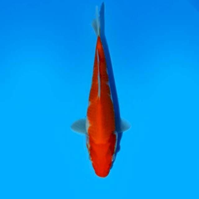 Kohaku 19cm
