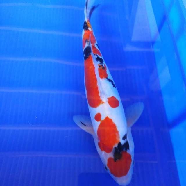Taisho sanshoku