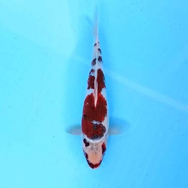 Goromo # 28cm