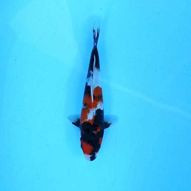 Showa Shansoku # 28cm
