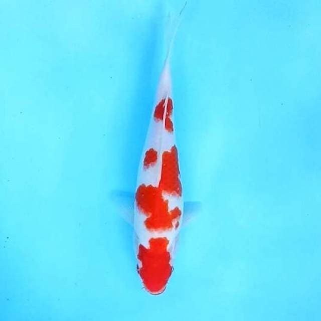 Kohaku # 27cm