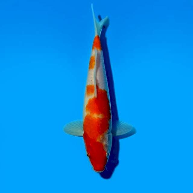 Kohaku 21cm