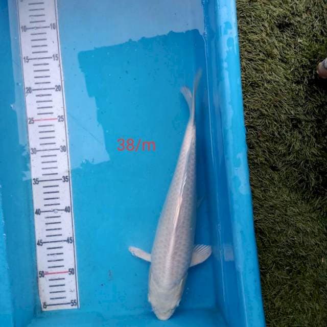 Ogon Male 38cm