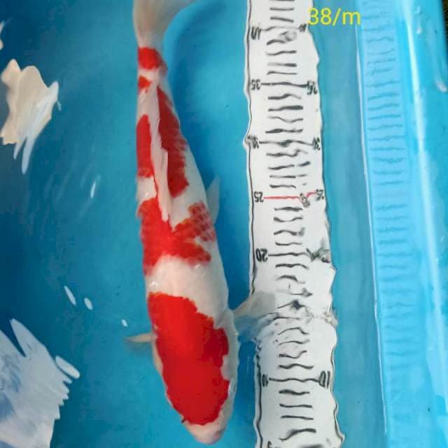 Kohaku male 38cm