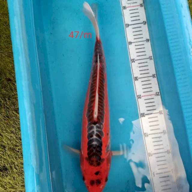 Hana shusui Male 47cm