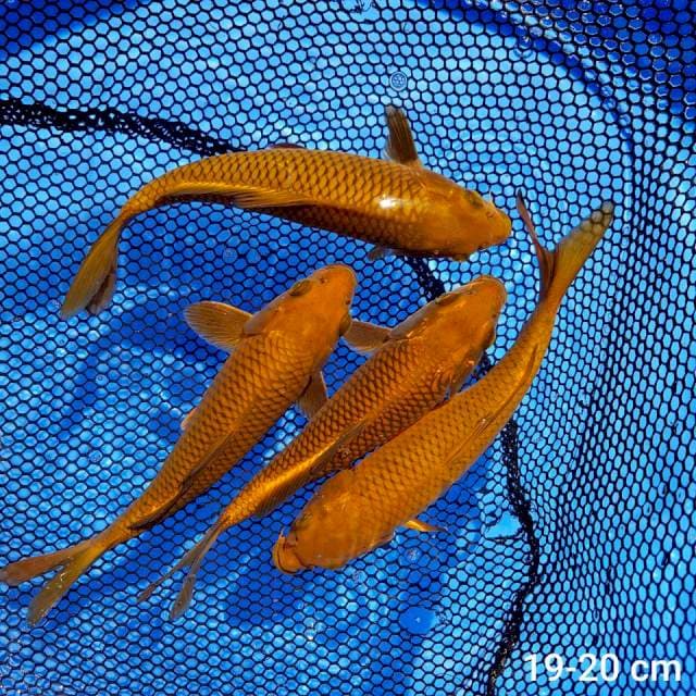4 ekor Cagoi tembaga 19-20 cm