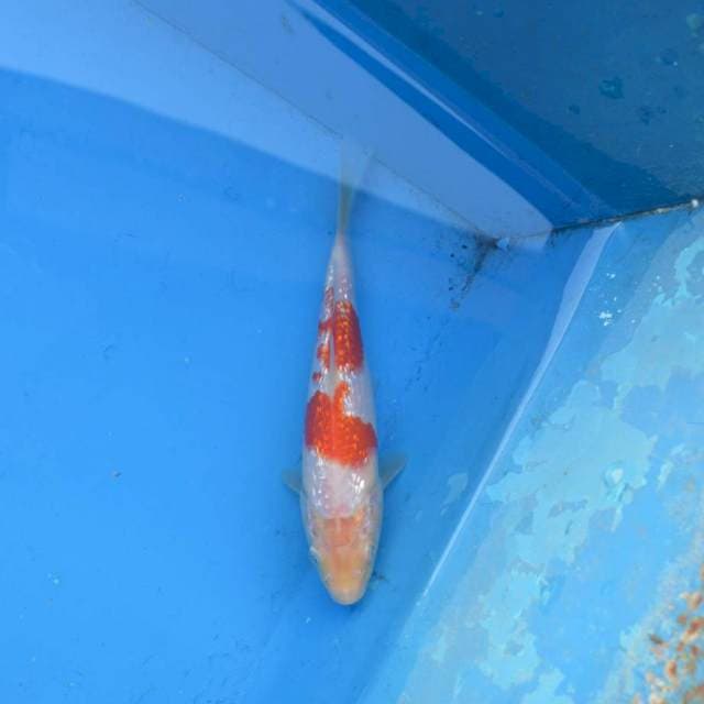 Kohaku Ginrin F1