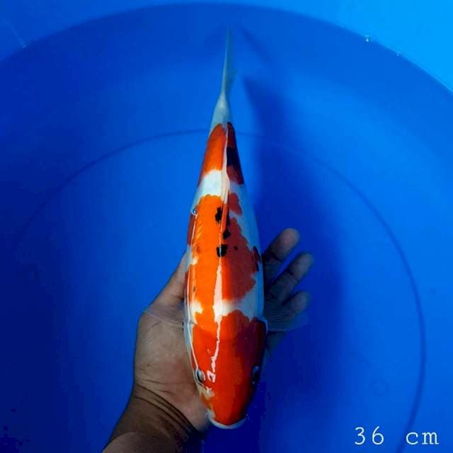 Showa sisik 36 cm