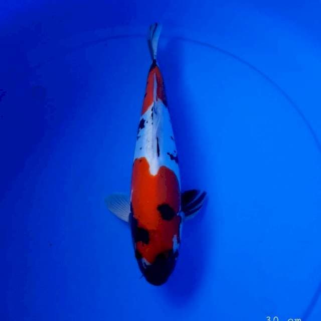 Doitsu showa 30 cm