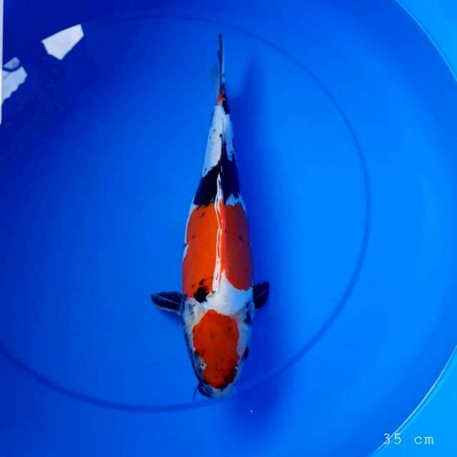Doitsu showa 35 cm