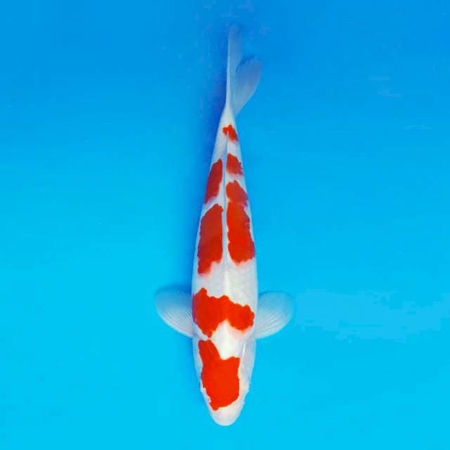ASAHI 3 ~ KOHAKU ™