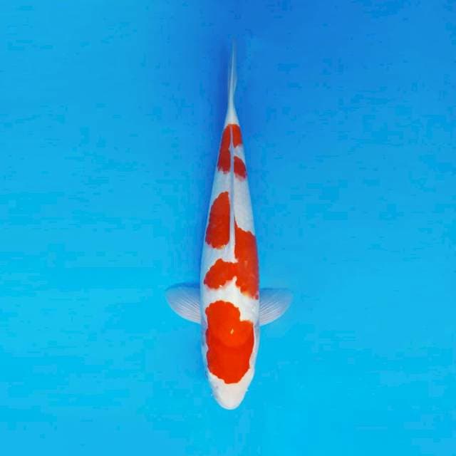 ASAHI 11 ~ KOHAKU ™