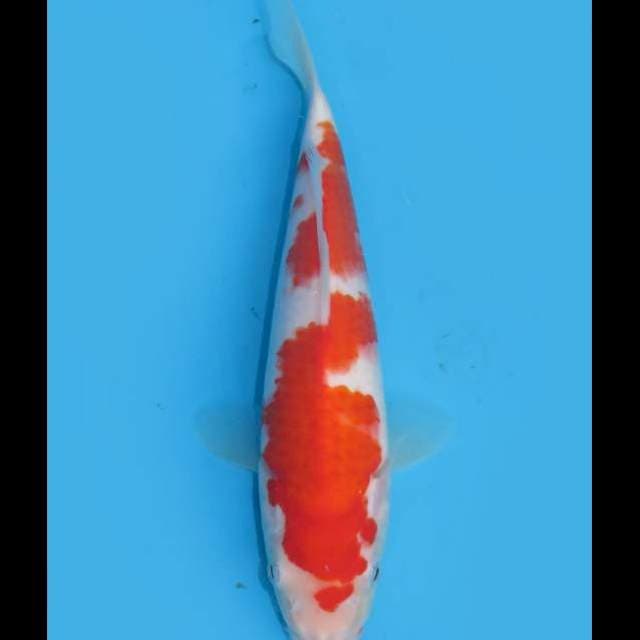 Kohaku Good Skin - 25cm Female