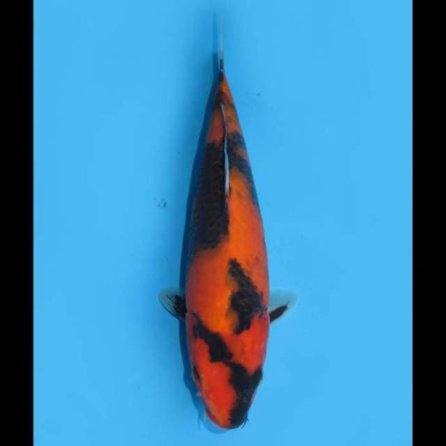 Hi Showa Bagus - 28cm Female