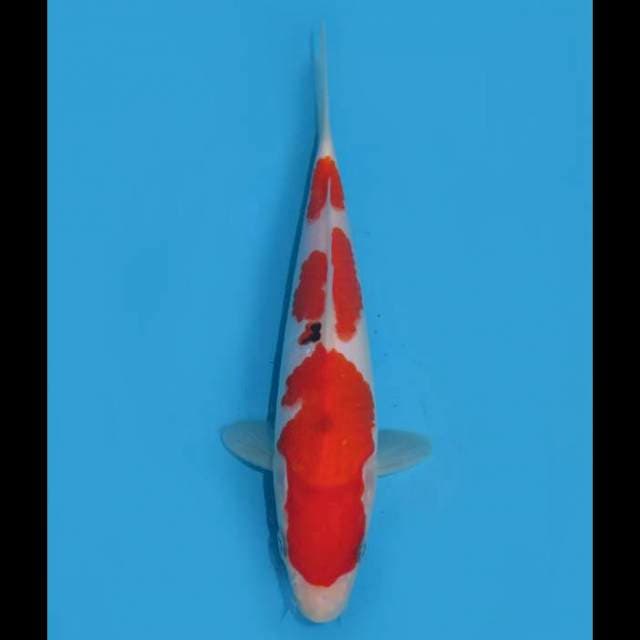 Taisho Sanke Hq - 22cm Male