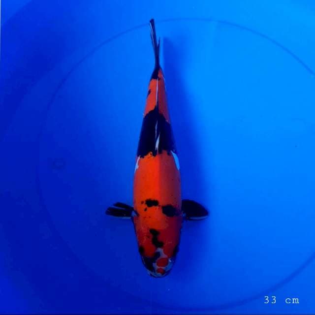Doitsu showa 33 cm