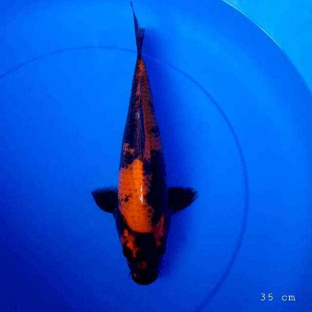Hi utsuri punuk 35 cm