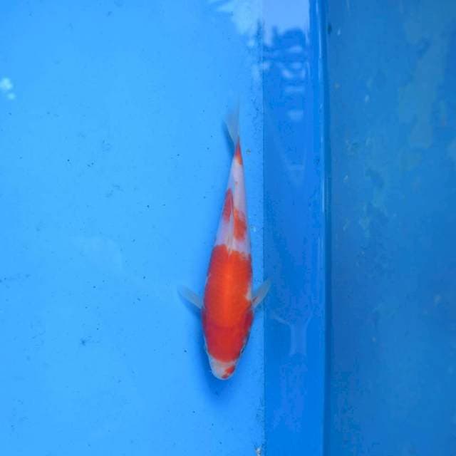 Kohaku Ori F1