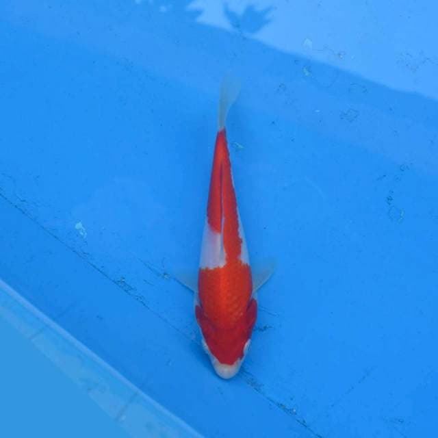 Kohaku Ori F1