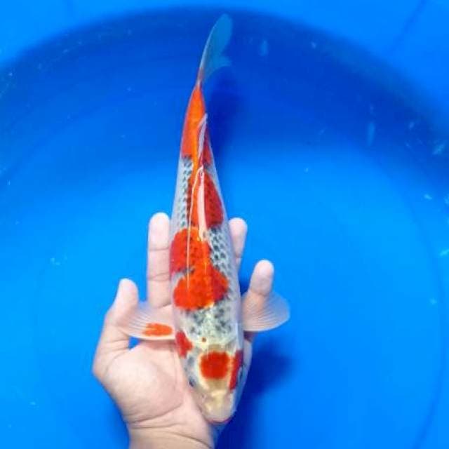 Marutn Goshiki male 33cm