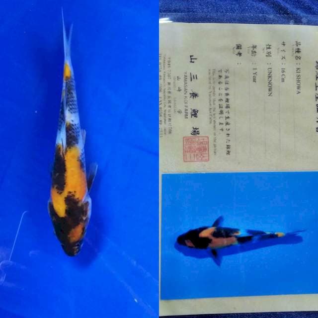Ki showa serti yamasan
