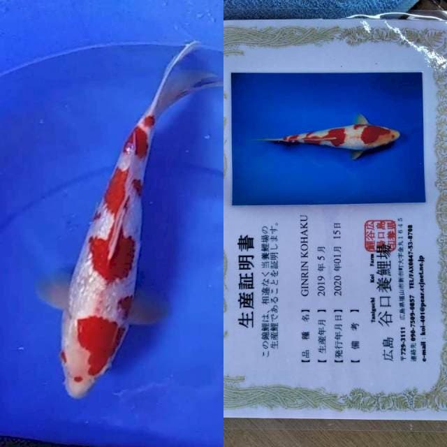 Kohaku taniguchi