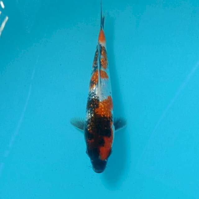 Showa Ginrin, 18 cm
