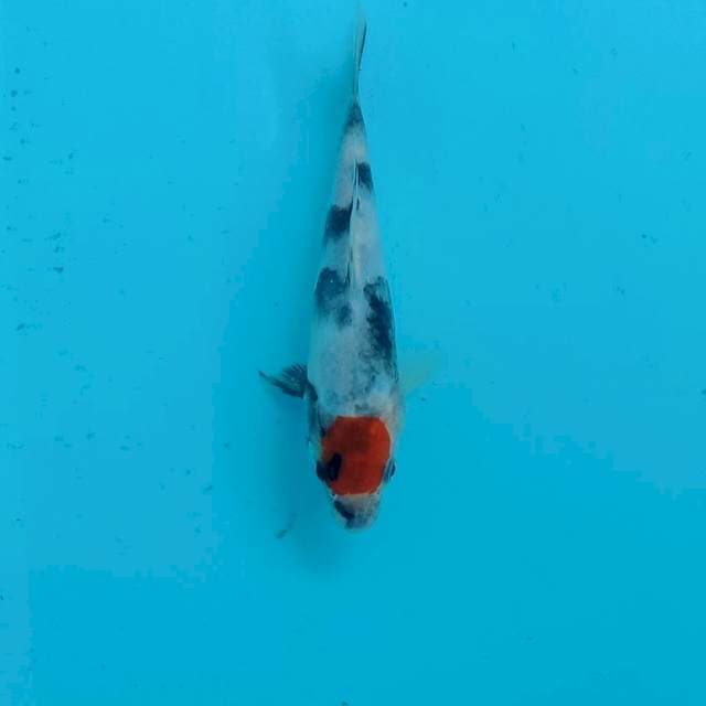 Baby Tancho Showa, 16 cm