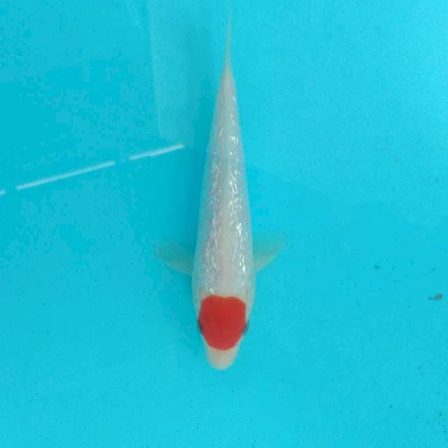 Baby Tancho Kohaku Ginrin, 17 cm
