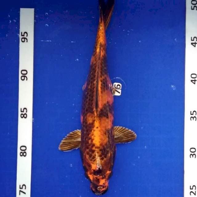 Kin Ki utshuri
