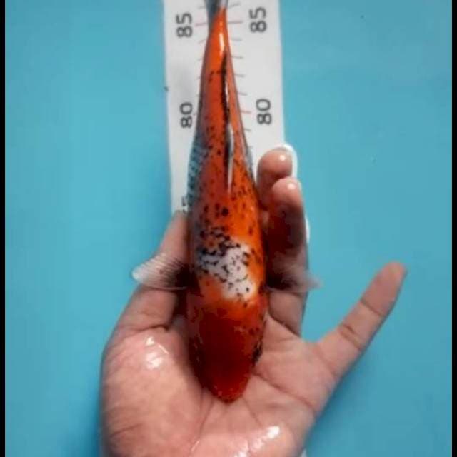 Antikan ukur 20cm