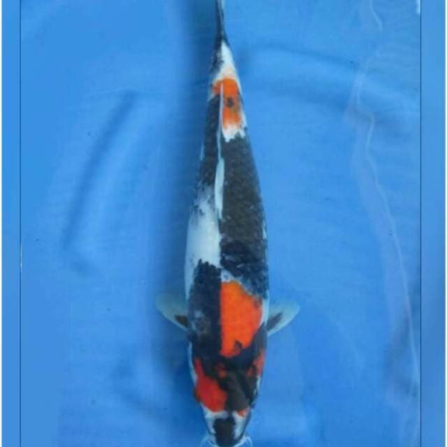 Showa Sanshoku 38cm female
