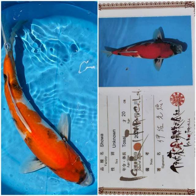 Showa Isa Import Serti