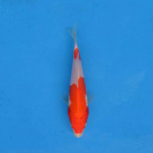 Sandan Kohaku Ori F1