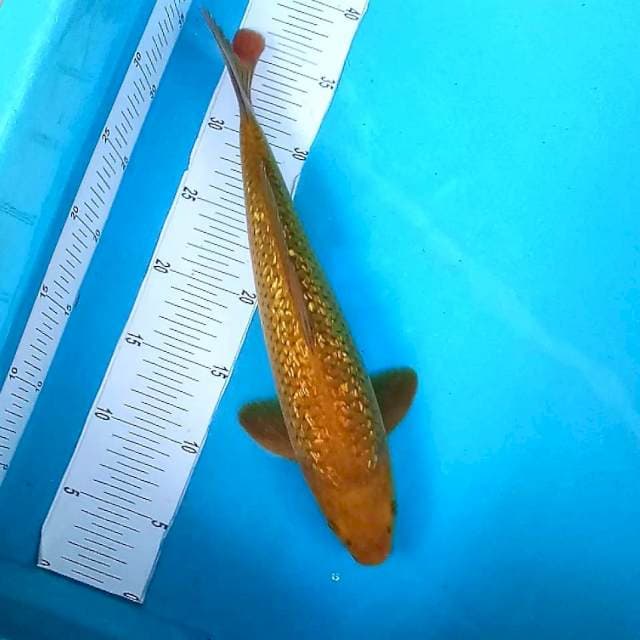 Chagoi Ginrin # 36cm