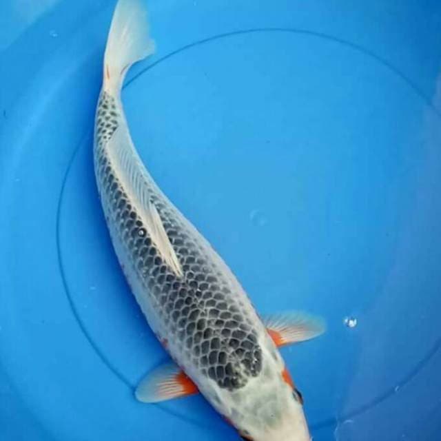 Asagi 42 cm