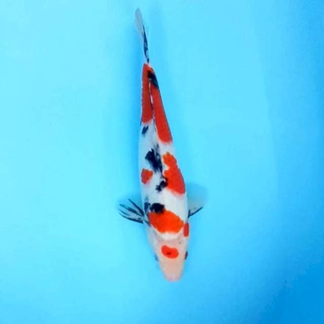 Maruten # 32cm