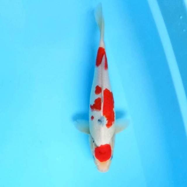 Sanke 3 Steps # 32cm