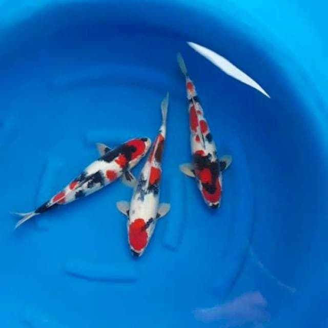 Trio showa SQ 35bu