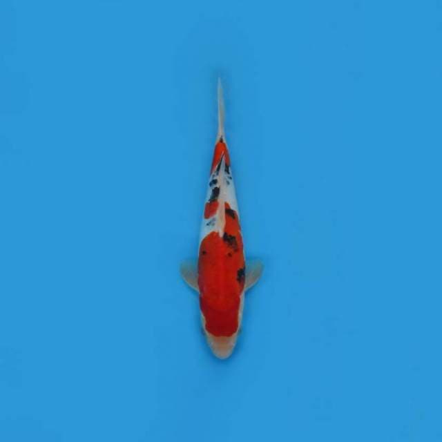 NEAR KOI - 27CM - SANKE