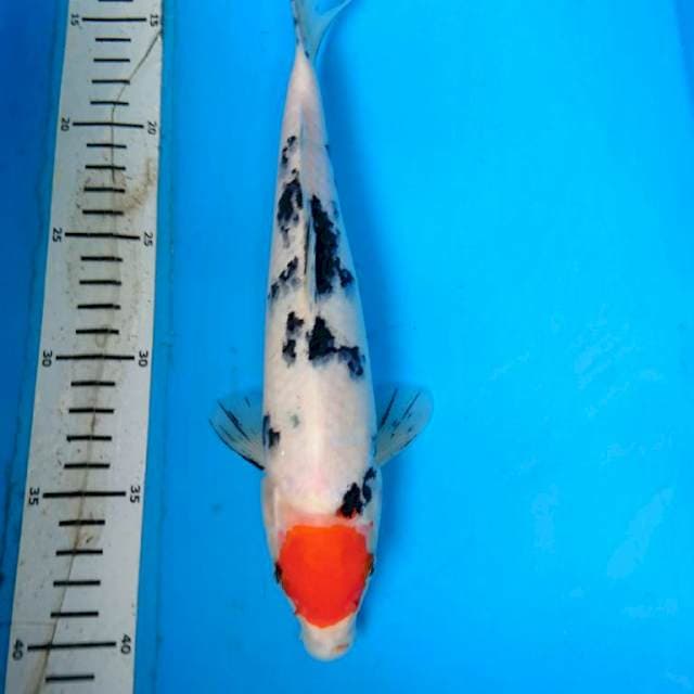 TANCHO SANKE 28 cm