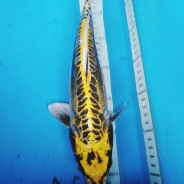 KIN KIKO