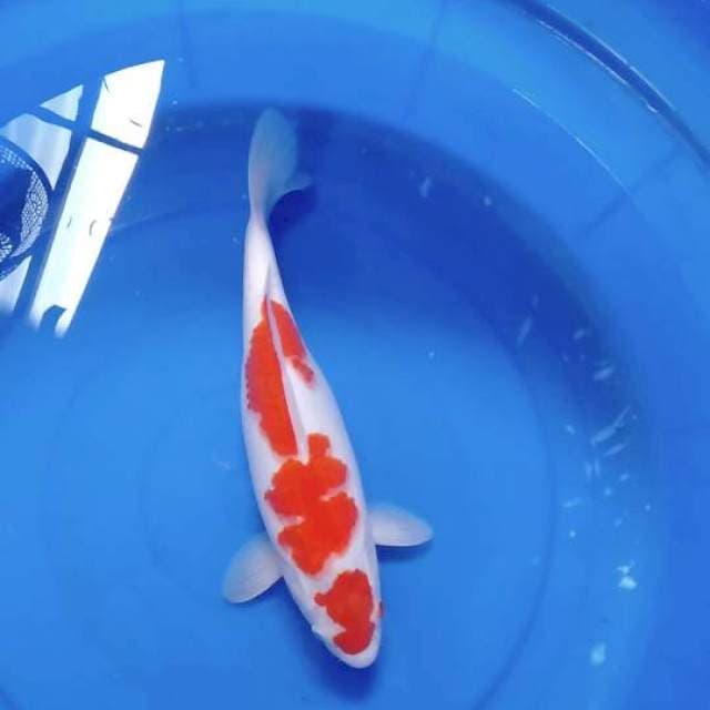 Kohaku 40BU