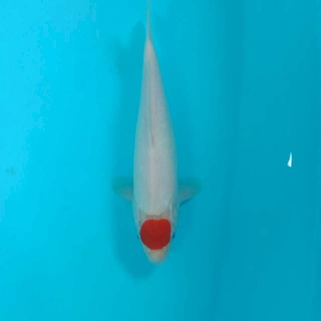 Tancho Kohaku, male 27 cm