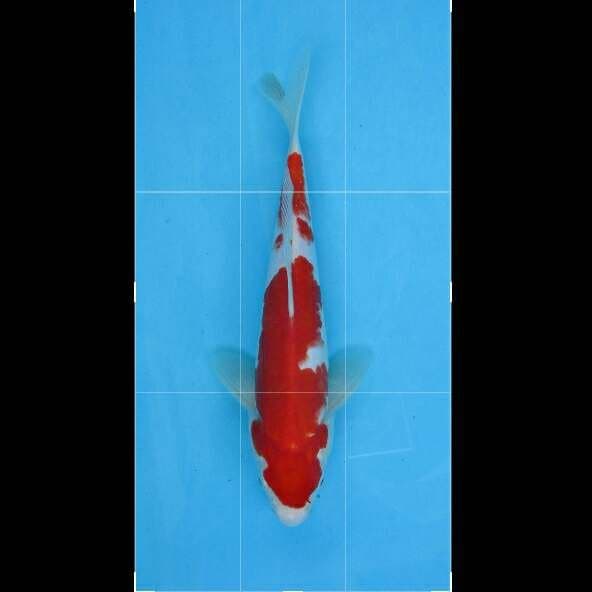 KOHAKU F1