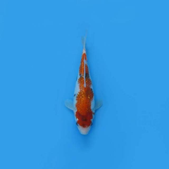 NEAR KOI - 24CM - SANKE GINRIN