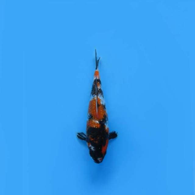 NEAR KOI - 22CM - SHOGIN