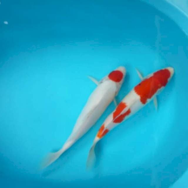 Kohaku . Tanco kohaku pola mantap